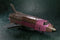 Unique Toys - M-04 - Broodlord Lashlayer Unique Toys - TOYBOT IMPORTZ